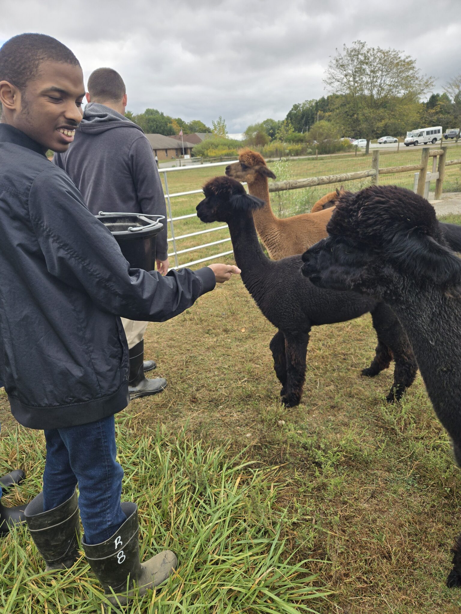Young adult interacting with alpacas at the farm